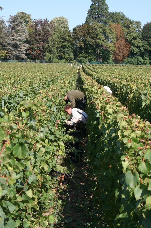 Vendanges